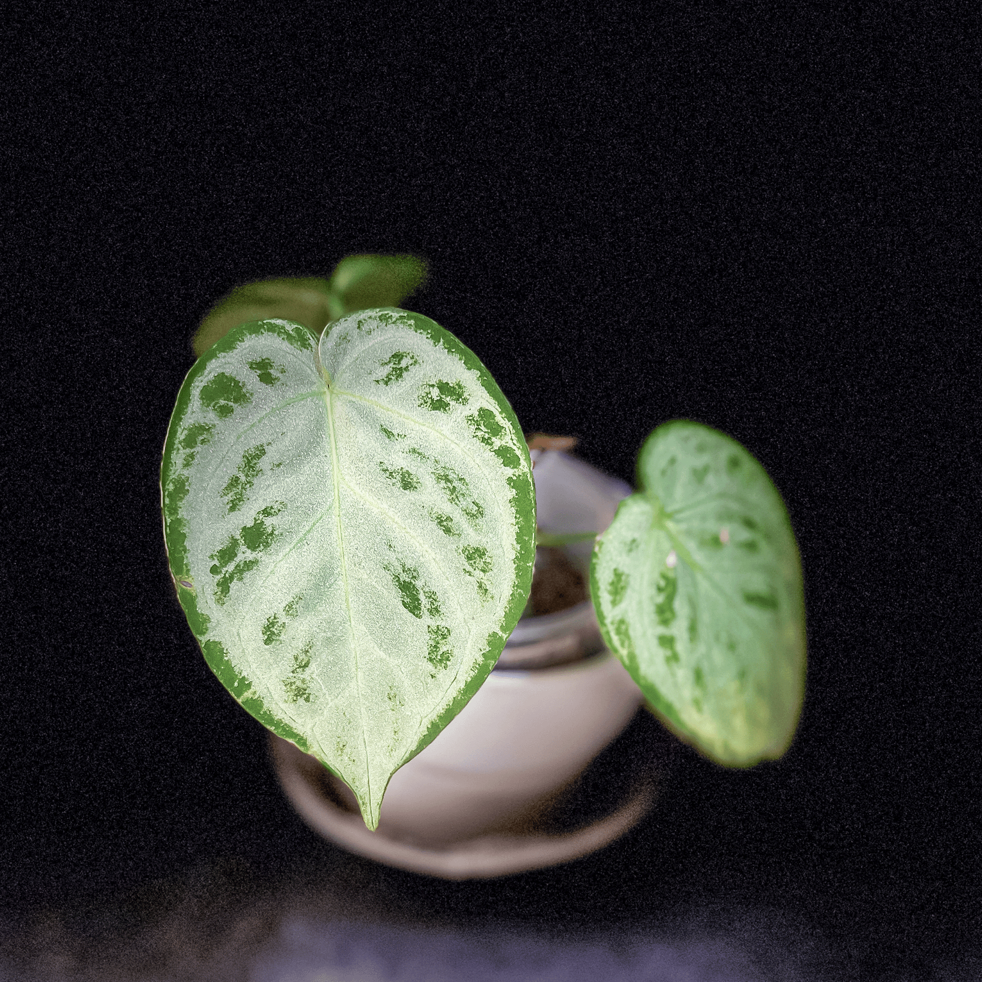 Anthurium Dorayaki | Anthurium Store – ProtoLeaf Anthurium Dorayaki | Anthurium Store – ProtoLeaf