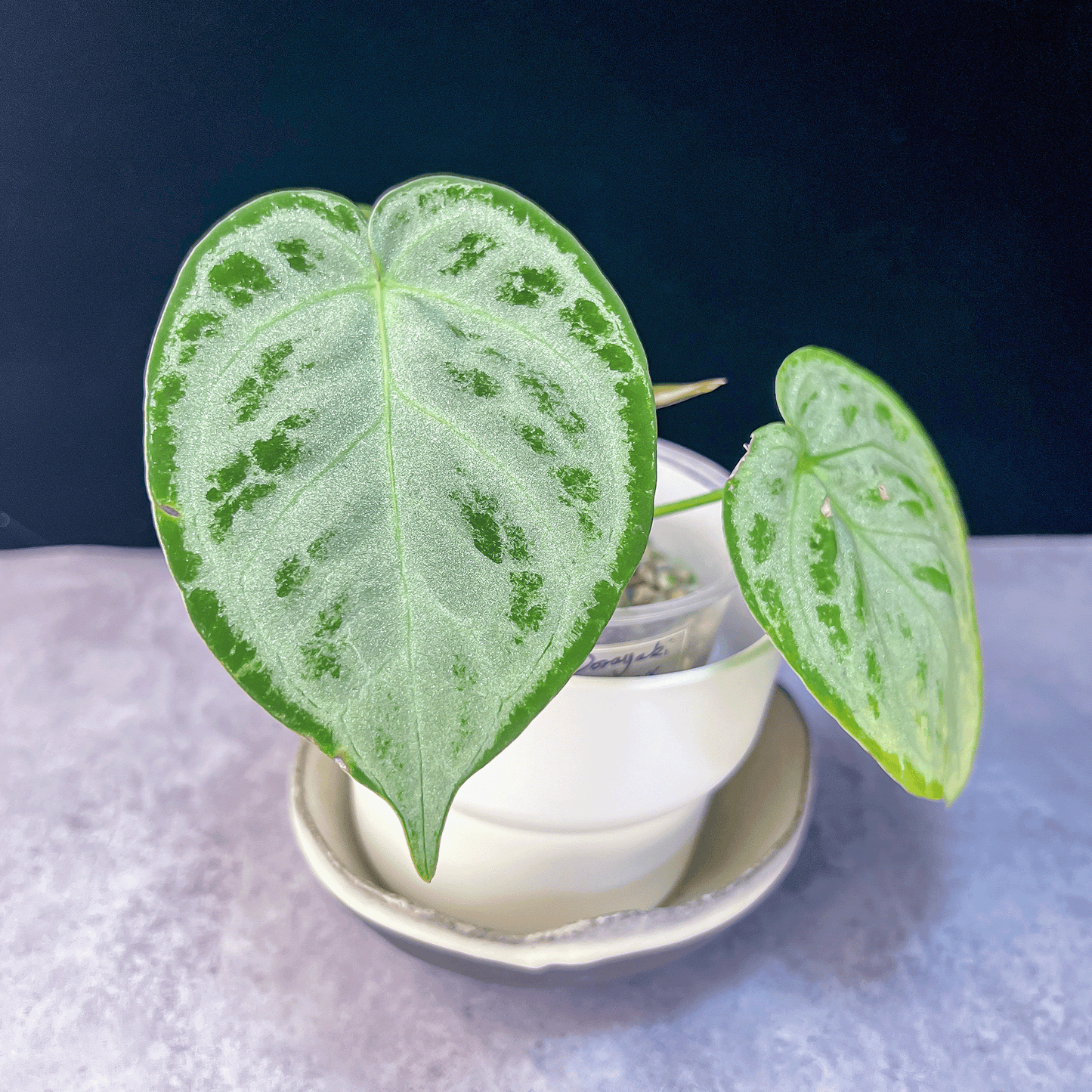 Anthurium Dorayaki Silver
