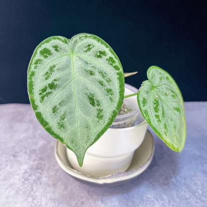 Anthurium Dorayaki Silver