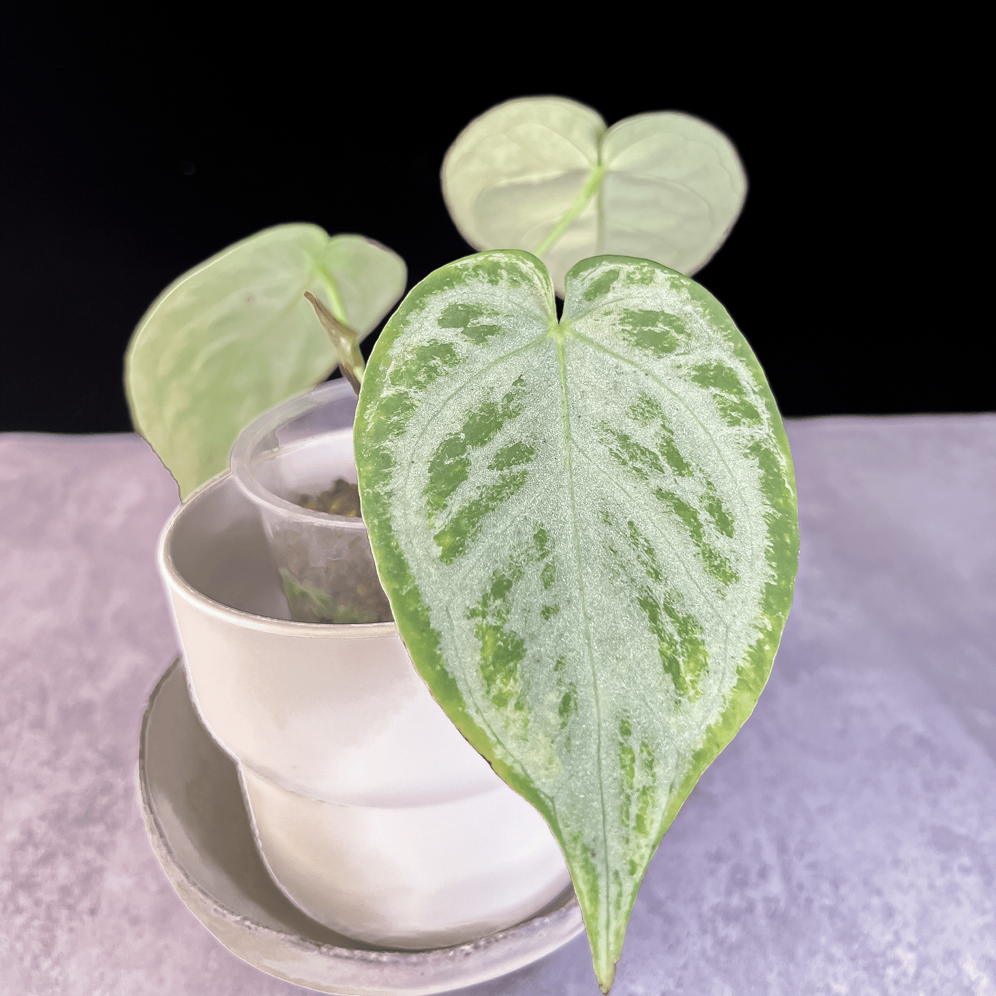 Anthurium Dorayaki Silver