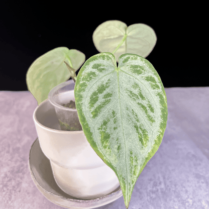 Anthurium Dorayaki Silver