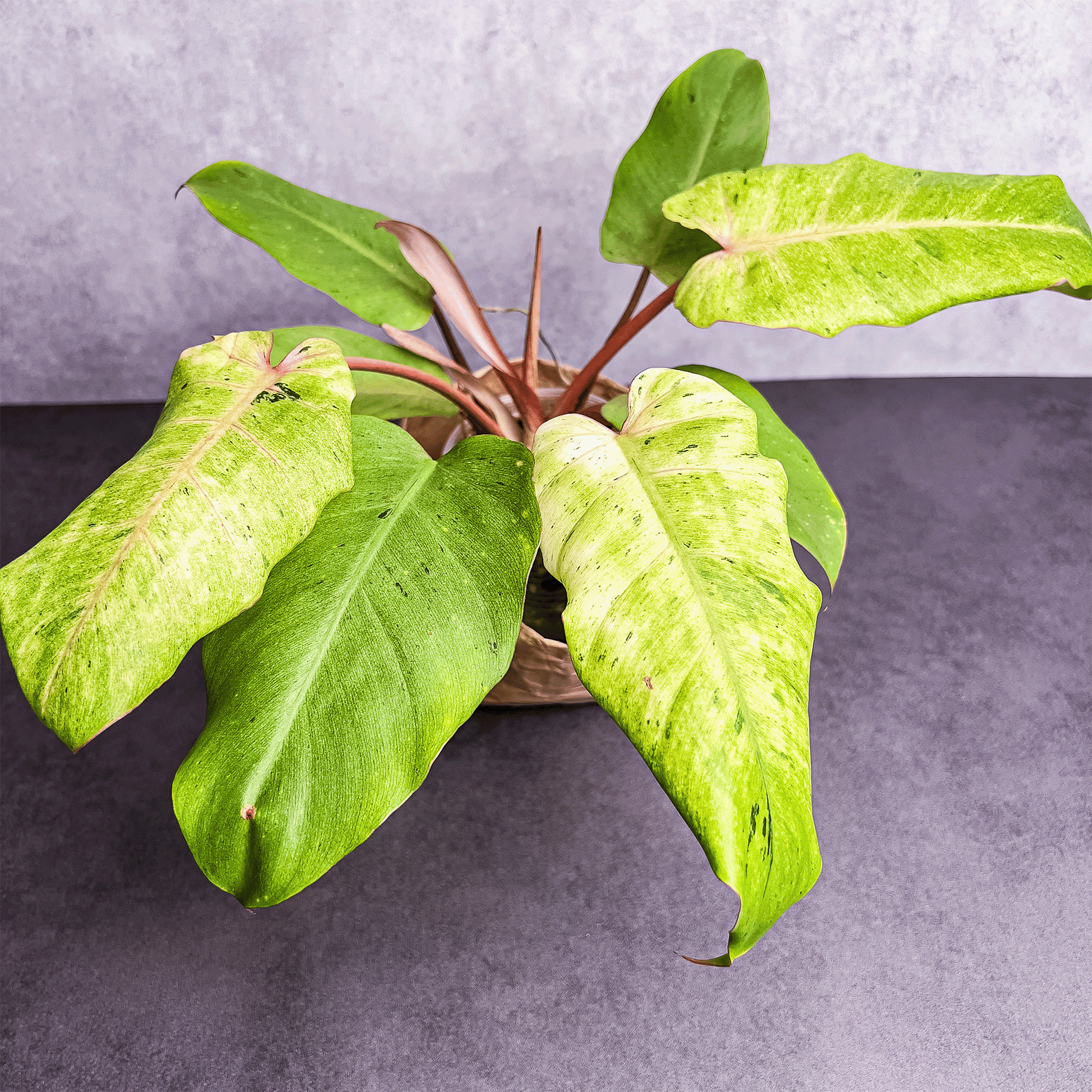 philodendron canada Philodendron Snowdrift Canada
