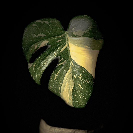 Monstera Thai Constellation