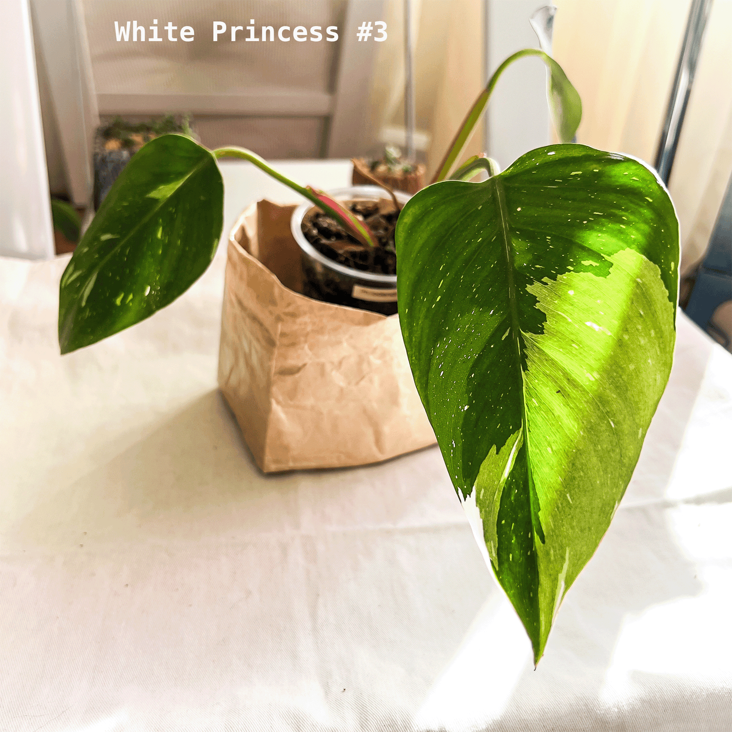 Philodendron White Princess
