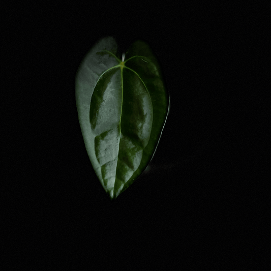 Anthurium Papillilaminum X1  x Darkest Panama