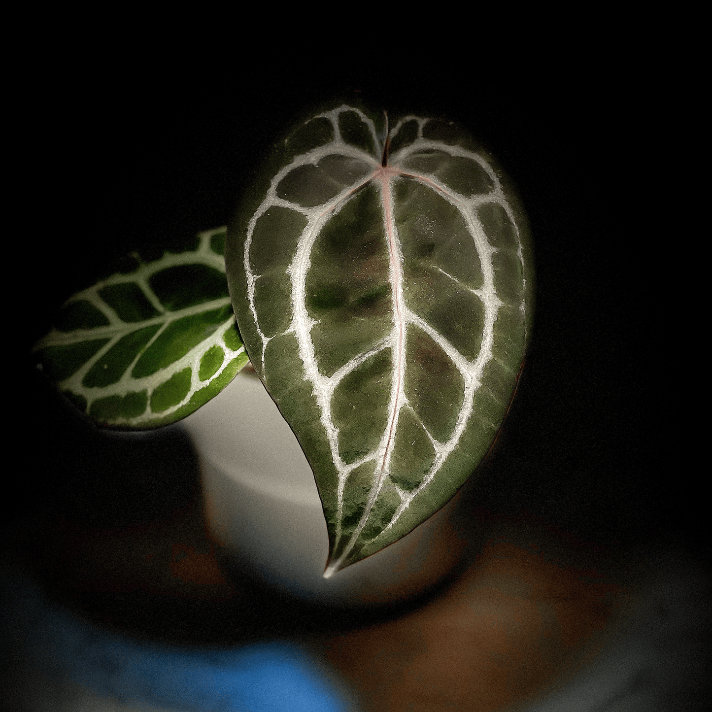 Anthurium Michelle x Zara-protoleaf.ca