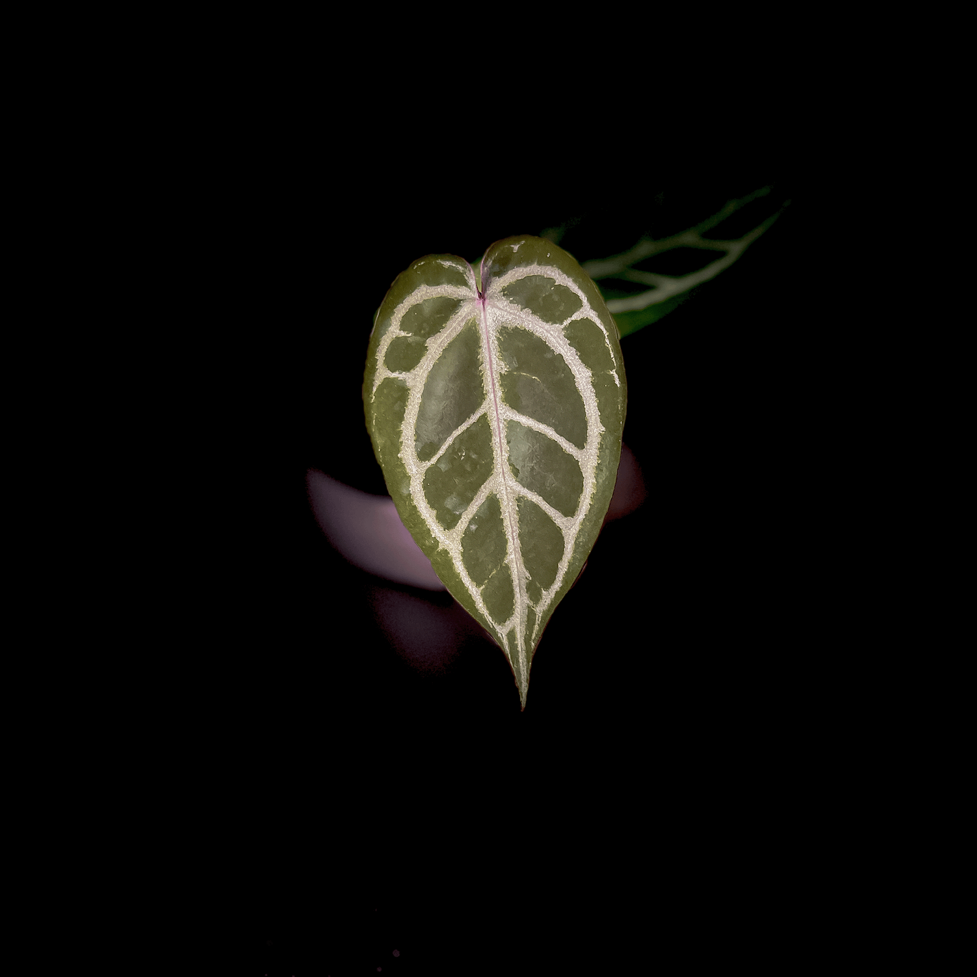 ANTHURIUM MICHELLE X ZARA | Best Anthurium Store – ProtoLeaf