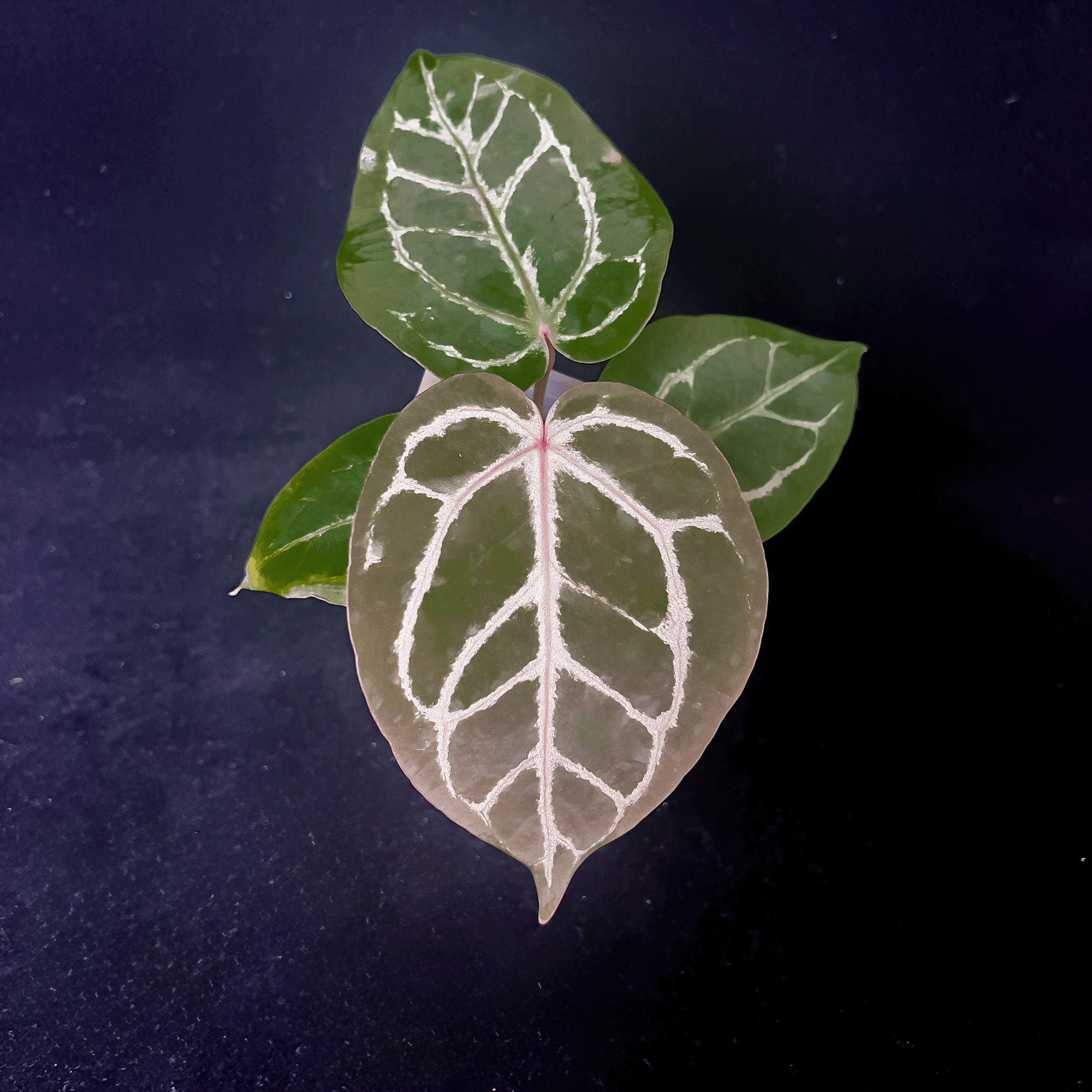 Anthurium Zara x self 実生株 Anthurium Zara x self 実生株 Anthurium Zara x self 実生株 Anthurium Zara x self 実生株