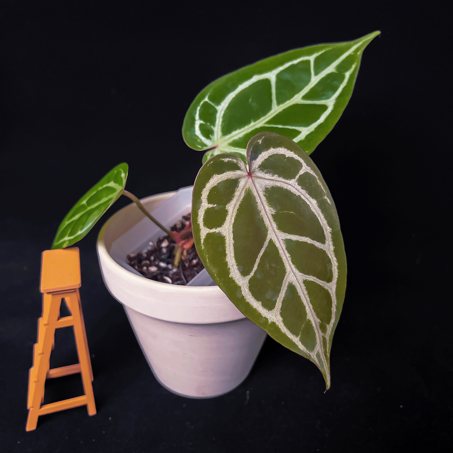 ANTHURIUM MICHELLE X ZARA | Best Anthurium Store – ProtoLeaf ANTHURIUM MICHELLE X ZARA | Best Anthurium Store – ProtoLeaf