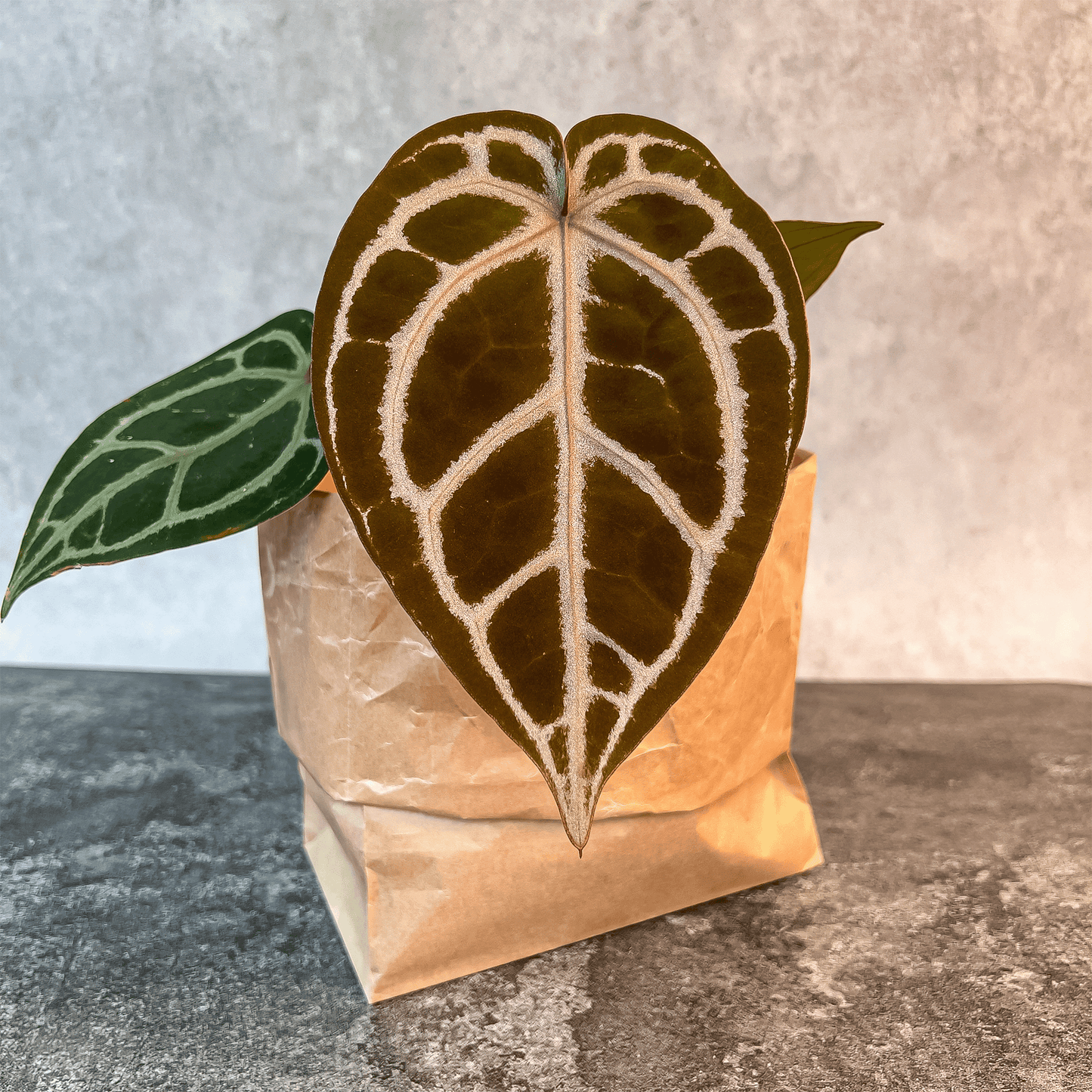 Anthurium Michelle (Jeff Block) 恐ろしかっ