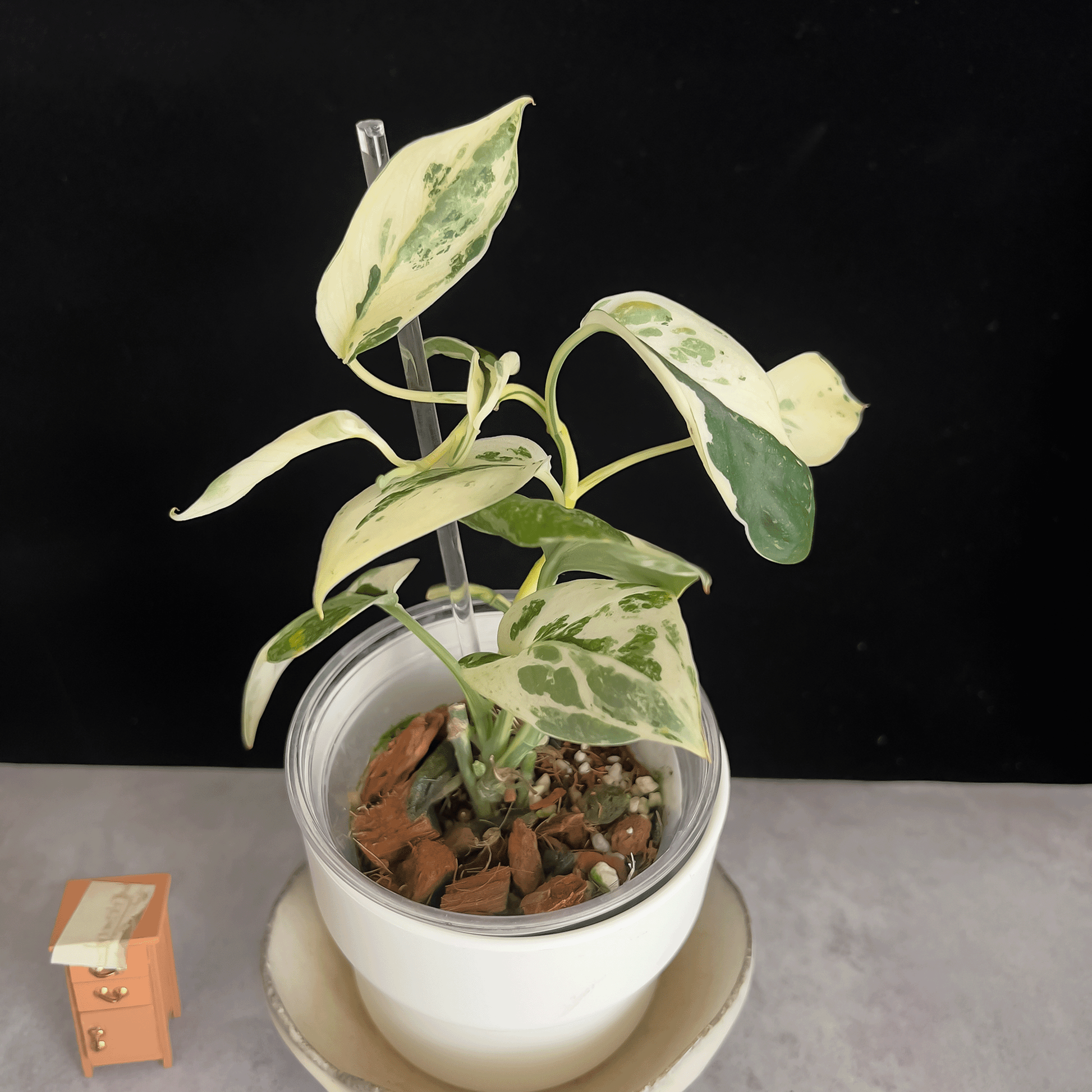 Scindapsus Jade Satin Albo Variegated