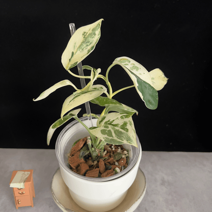 Scindapsus Jade Satin Albo Variegated