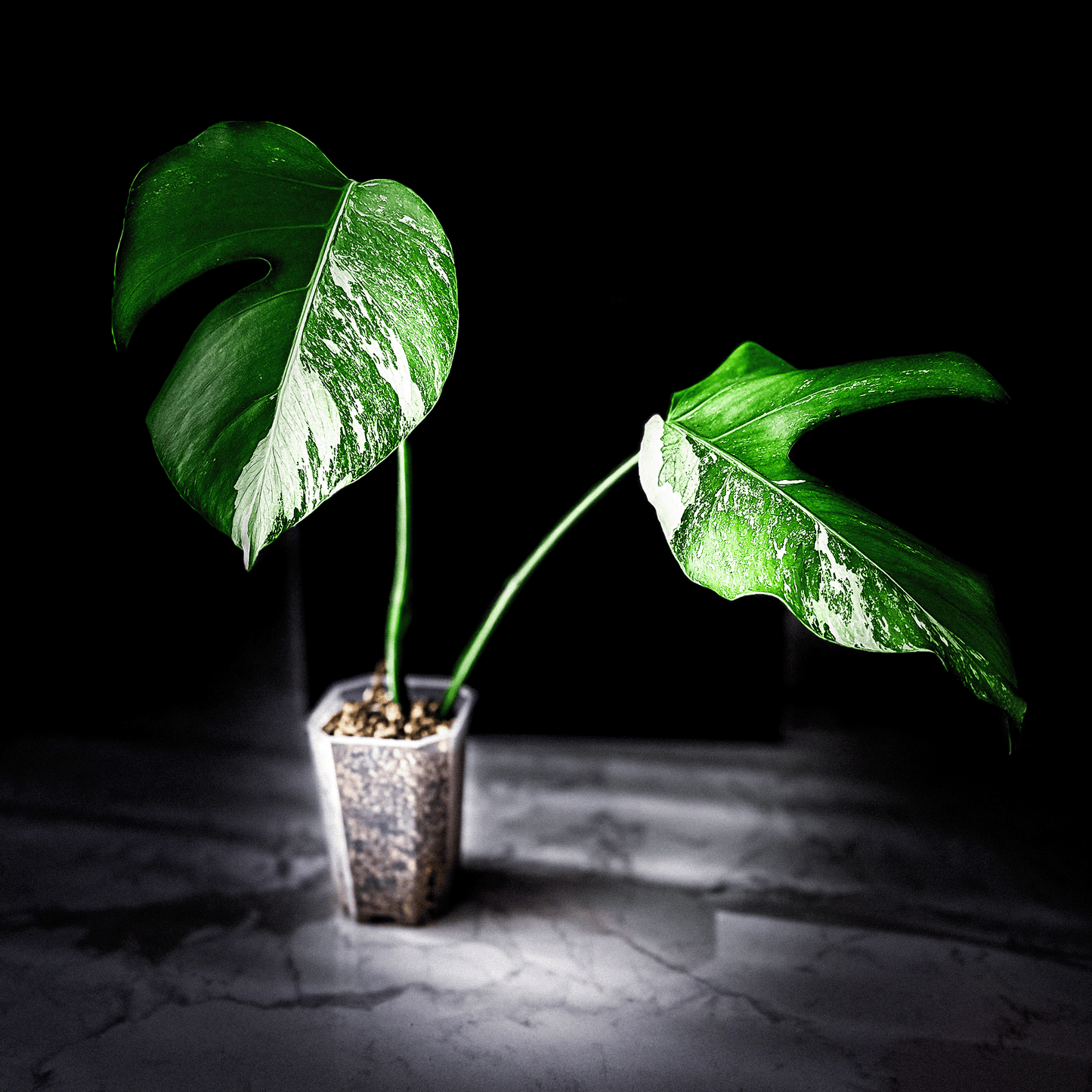 Monstera Deliciosa Albo Variegata-protoleaf.ca