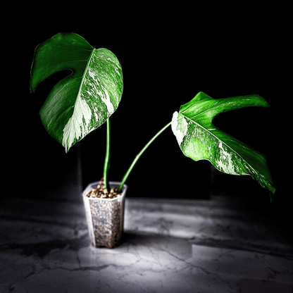 Monstera Deliciosa Albo Variegata-protoleaf.ca