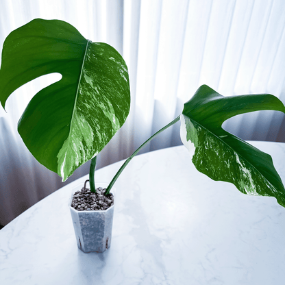 Monstera Deliciosa Albo Variegata-protoleaf.ca