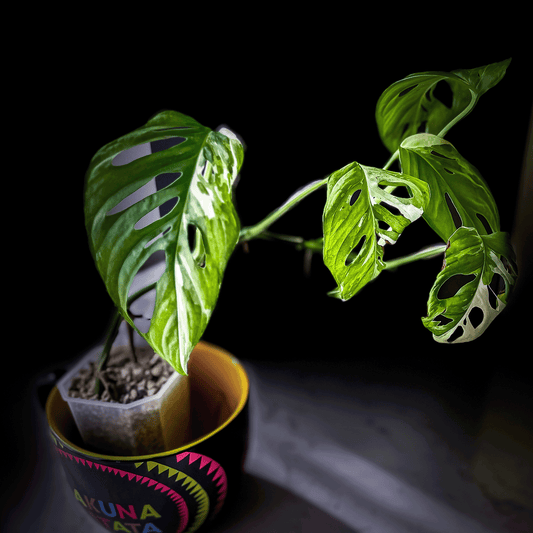 Monstera Adansonii Albo Variegated-protoleaf.ca