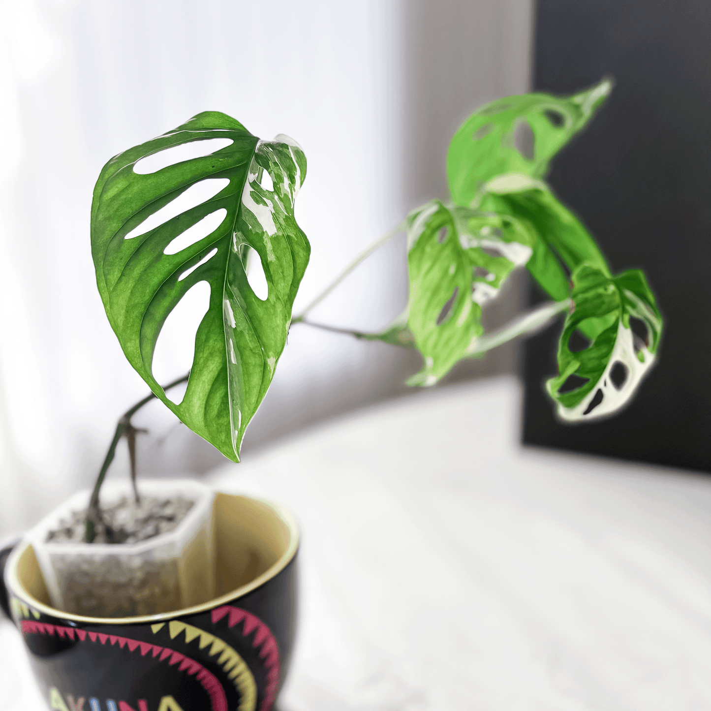Monstera Adansonii Albo Variegated-protoleaf.ca