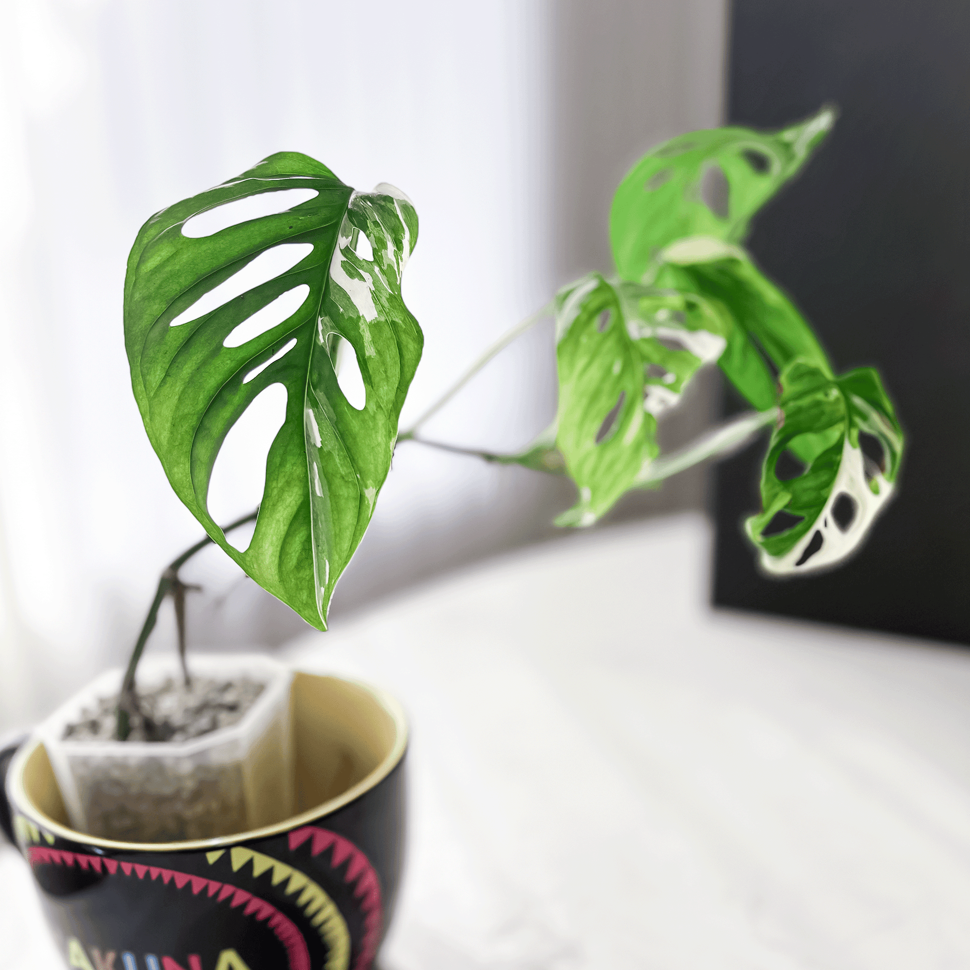Monstera Adansonii Albo Variegated-protoleaf.ca