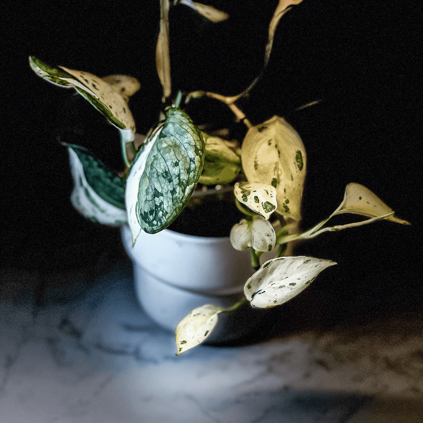 Scindapsus Mangurai-protoleaf.ca