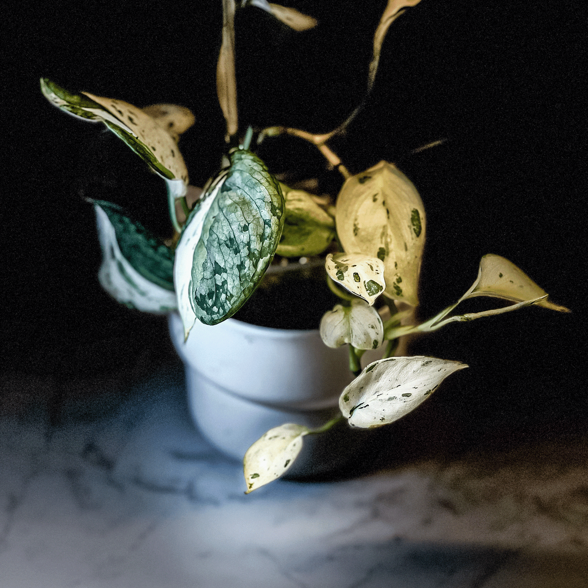 Scindapsus Mangurai-protoleaf.ca