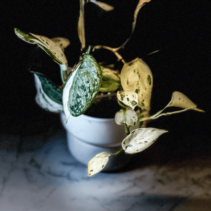Scindapsus Mangurai-protoleaf.ca