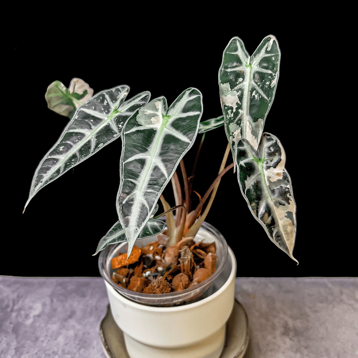 Alocasia Bambino Pink Variegated