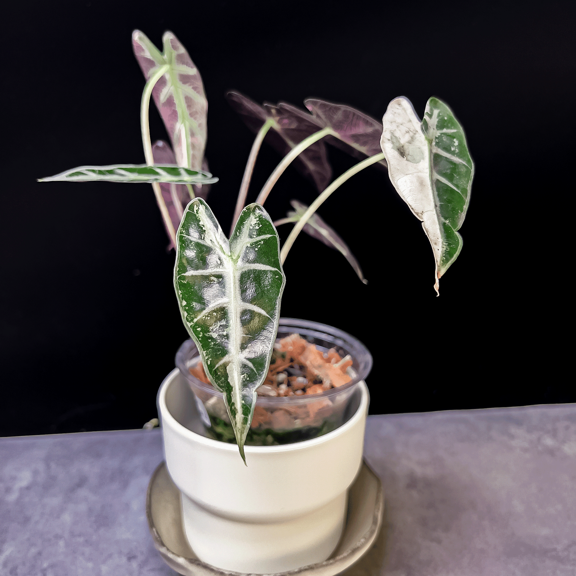 Alocasia Bambino Pink Variegated