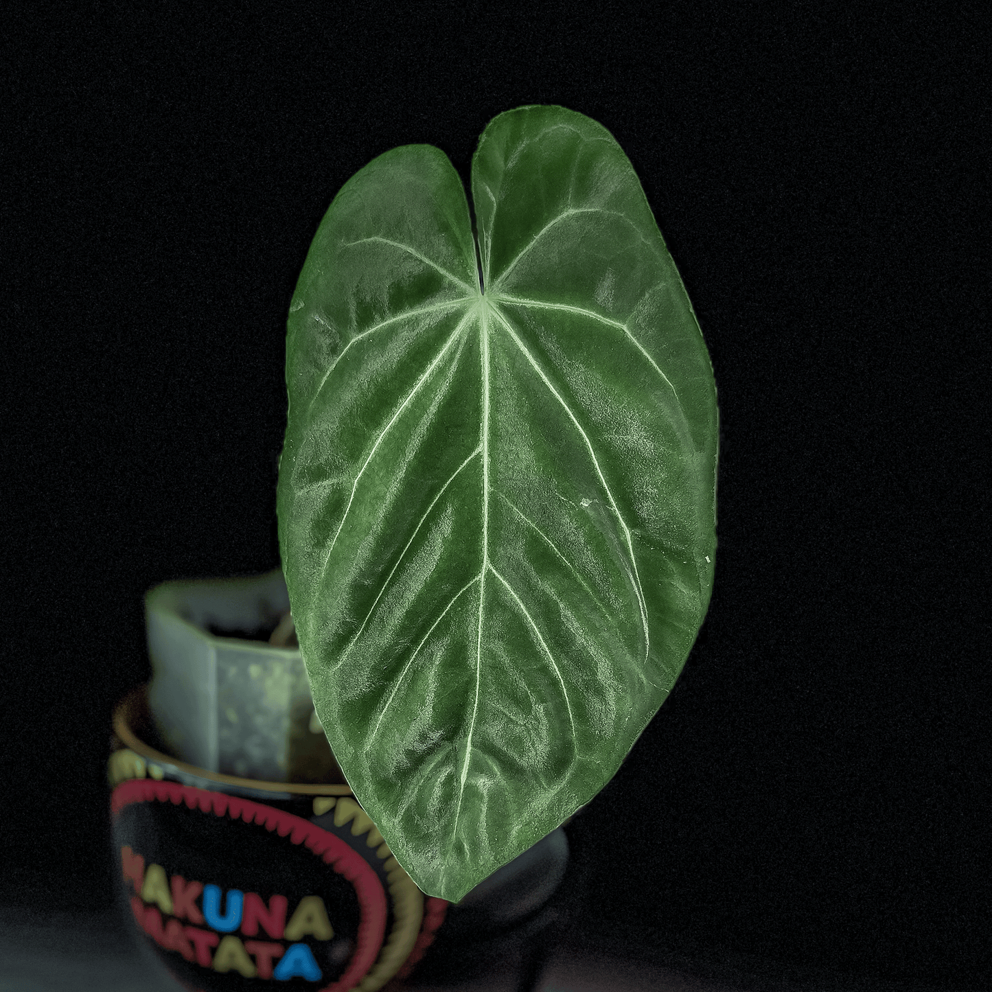Anthurium Papillilaminum X1 -protoleaf.ca