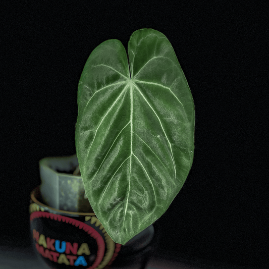 Anthurium Papillilaminum X1 -protoleaf.ca