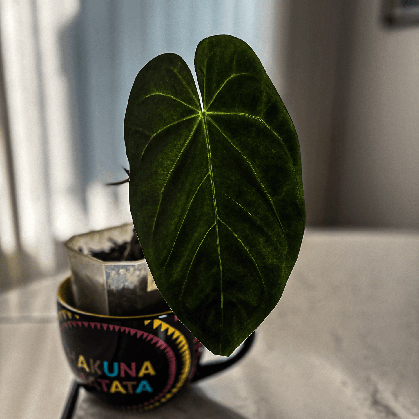 Anthurium Papillilaminum X1 - protoleaf.ca