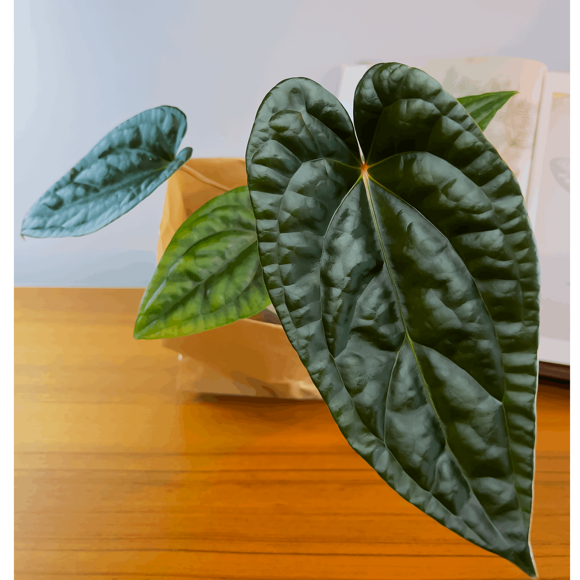 Anthurium Blue Pap x Luxurians - ProtoLeaf