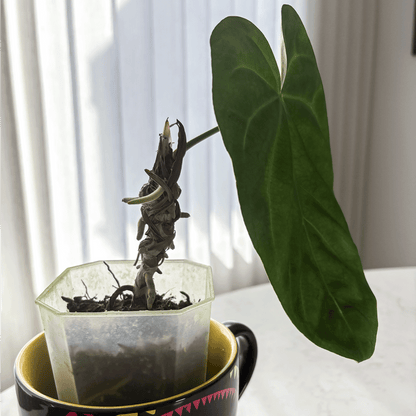 Anthurium Papillilaminum X1 -protoleaf.ca
