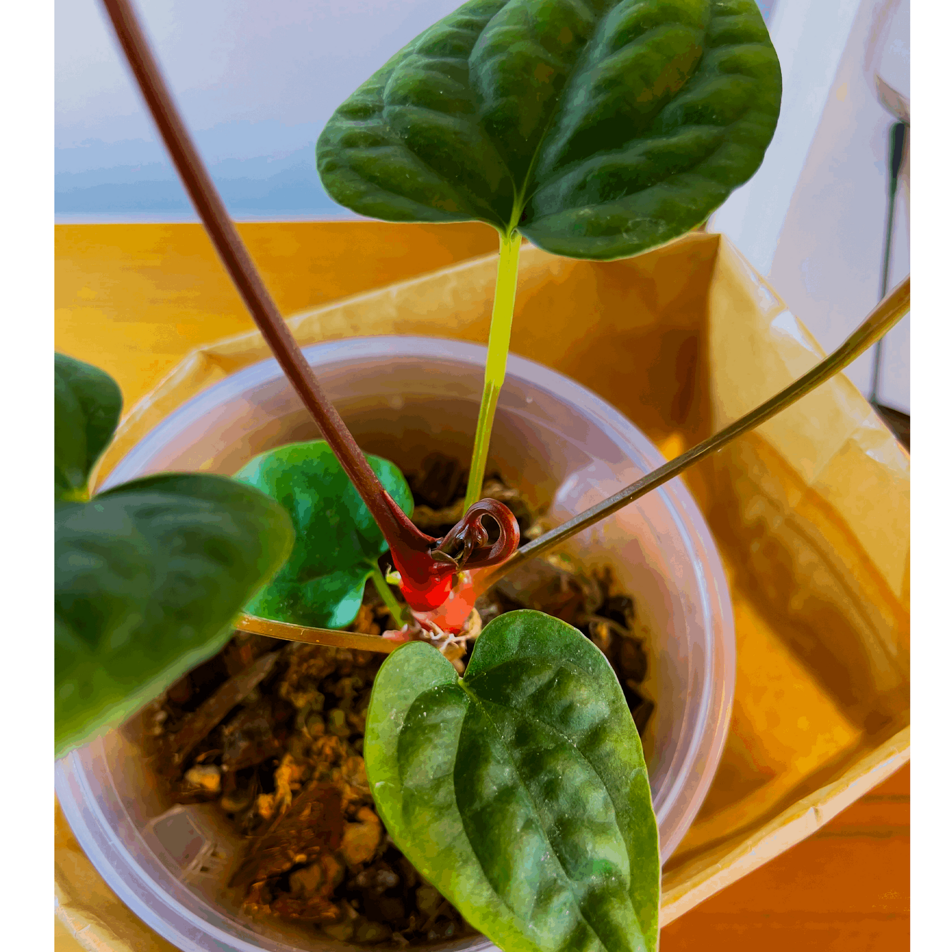 Anthurium Blue Pap x Luxurians - ProtoLeaf