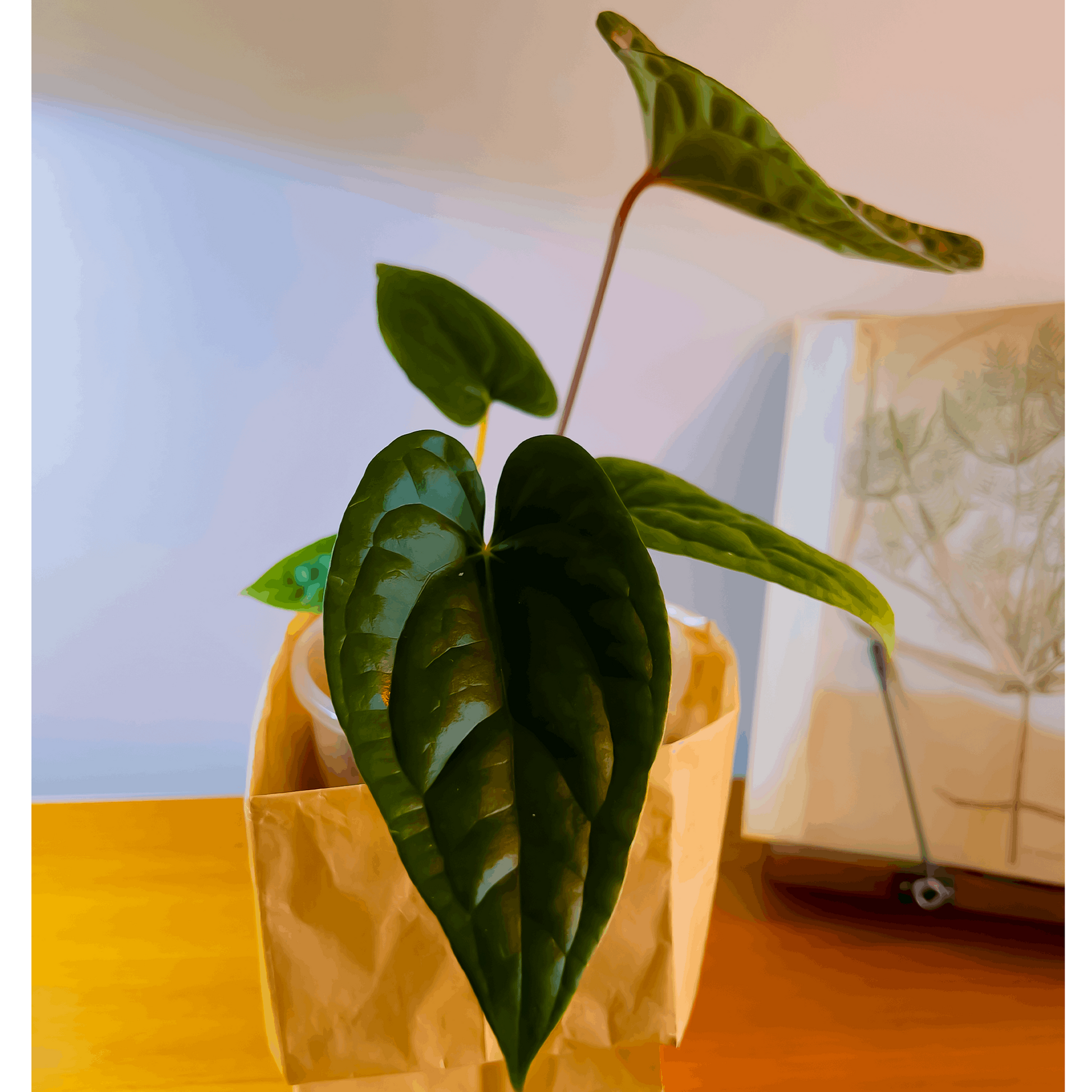 Anthurium Blue Pap x Luxurians - ProtoLeaf