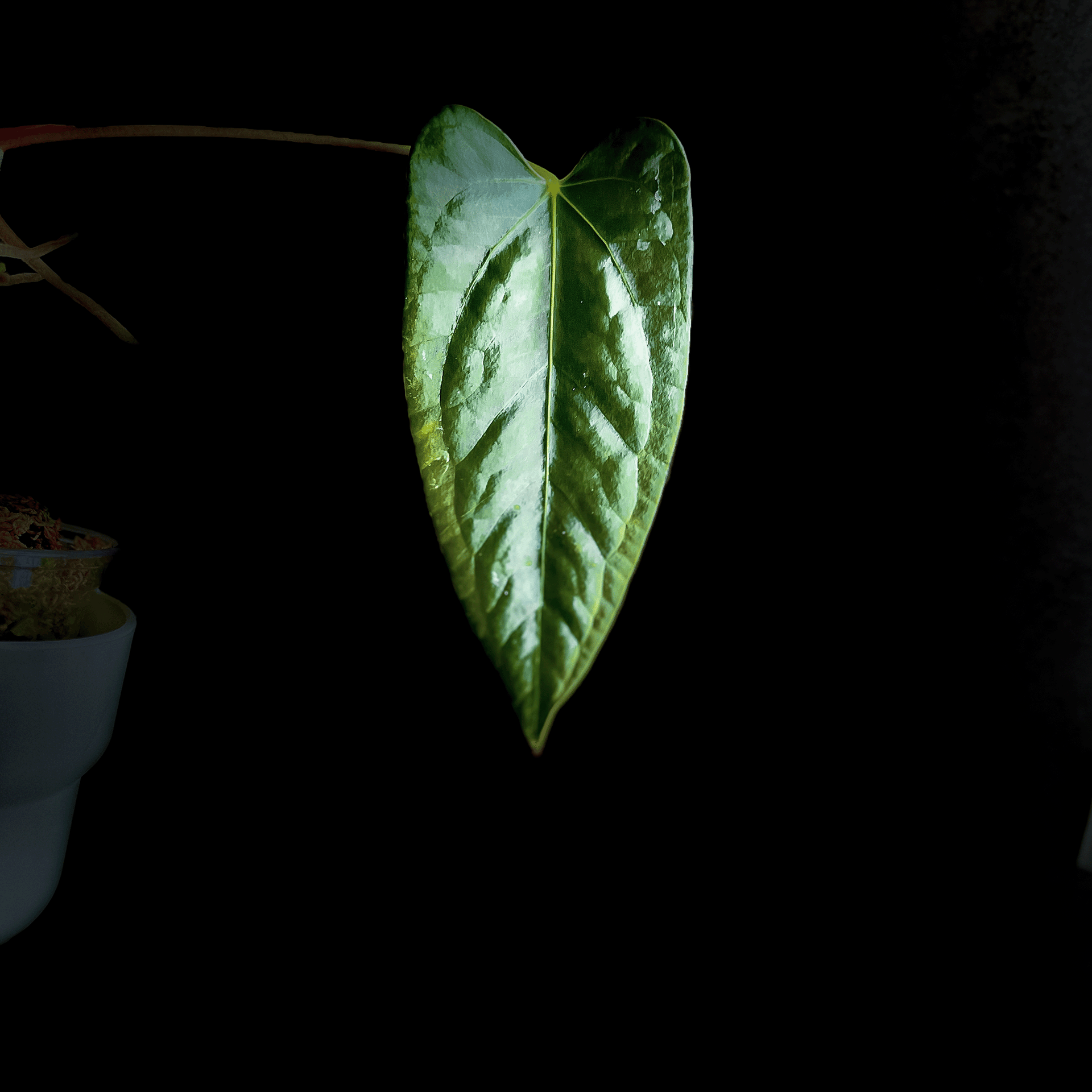 Anthurium Blacksweet x Portillae – ProtoLeaf