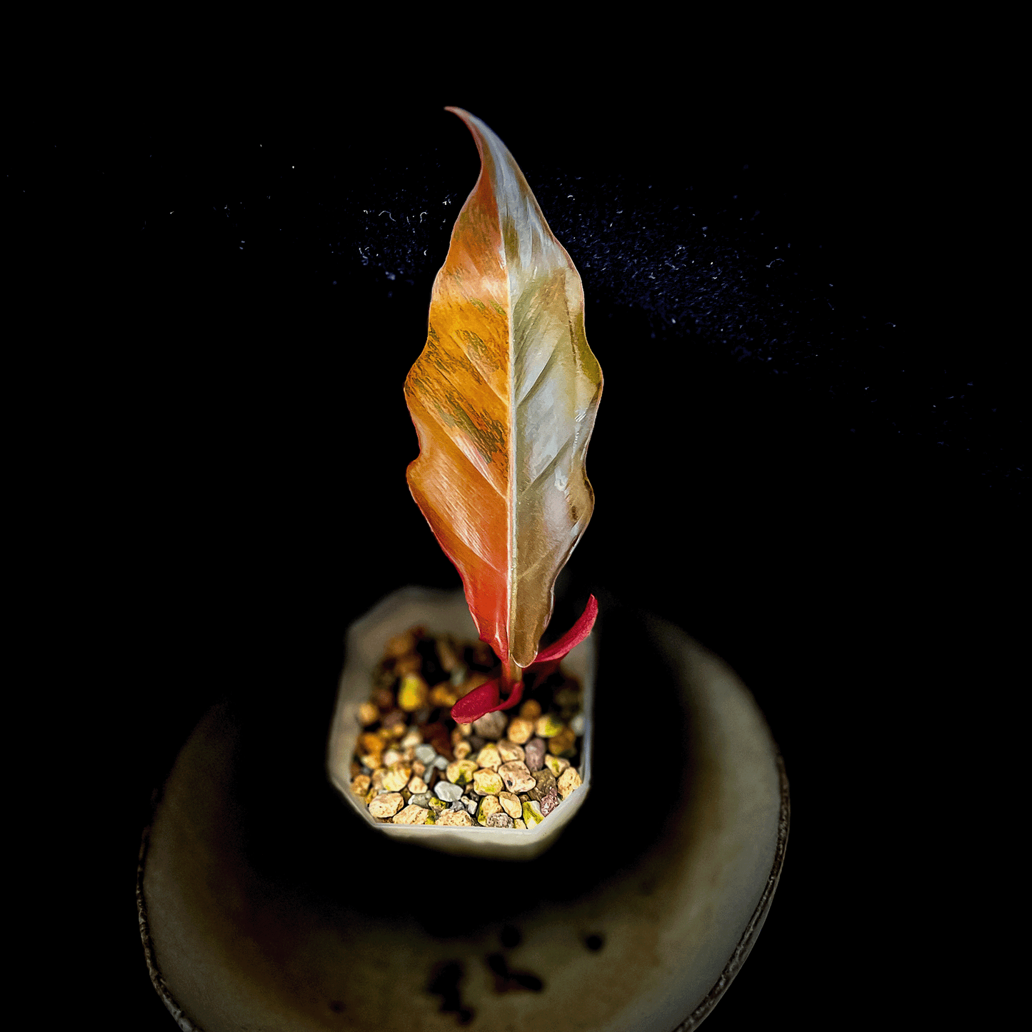 Philodendron Caramel Marble