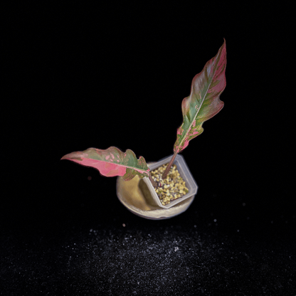 Philodendron Caramel Marble