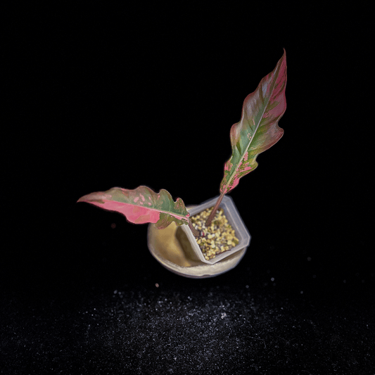 Philodendron Caramel Marble