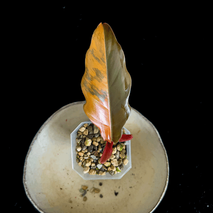 Philodendron Caramel Marble