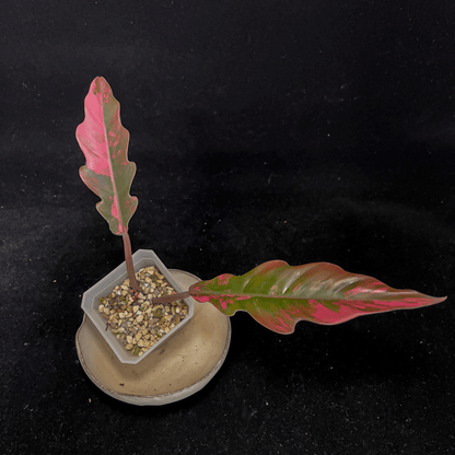Philodendron Caramel Marble