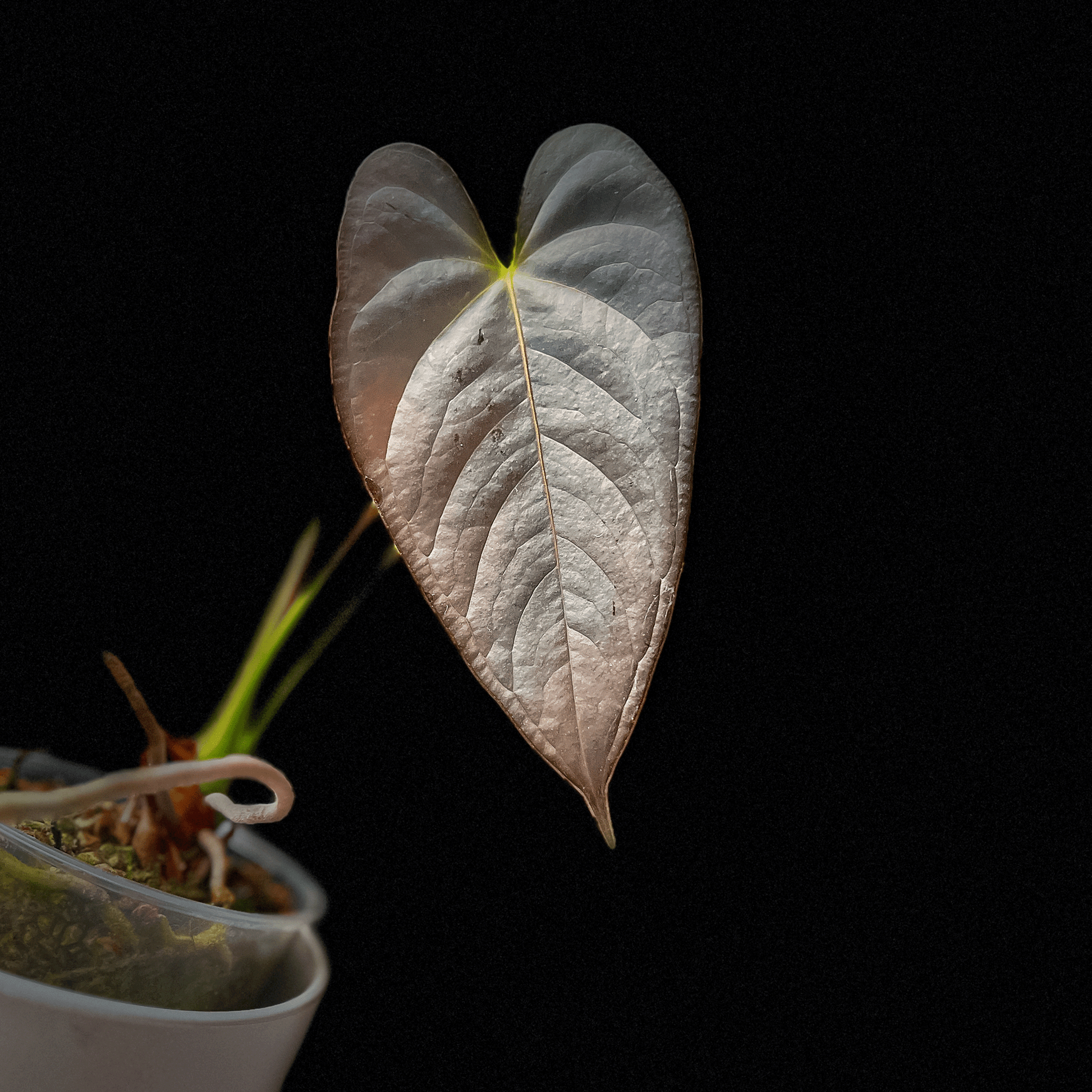 anthurium chamberlainii for sale Anthurium Chamberlainii (AC)| Buy Anthuriums in Canada – ProtoLeaf