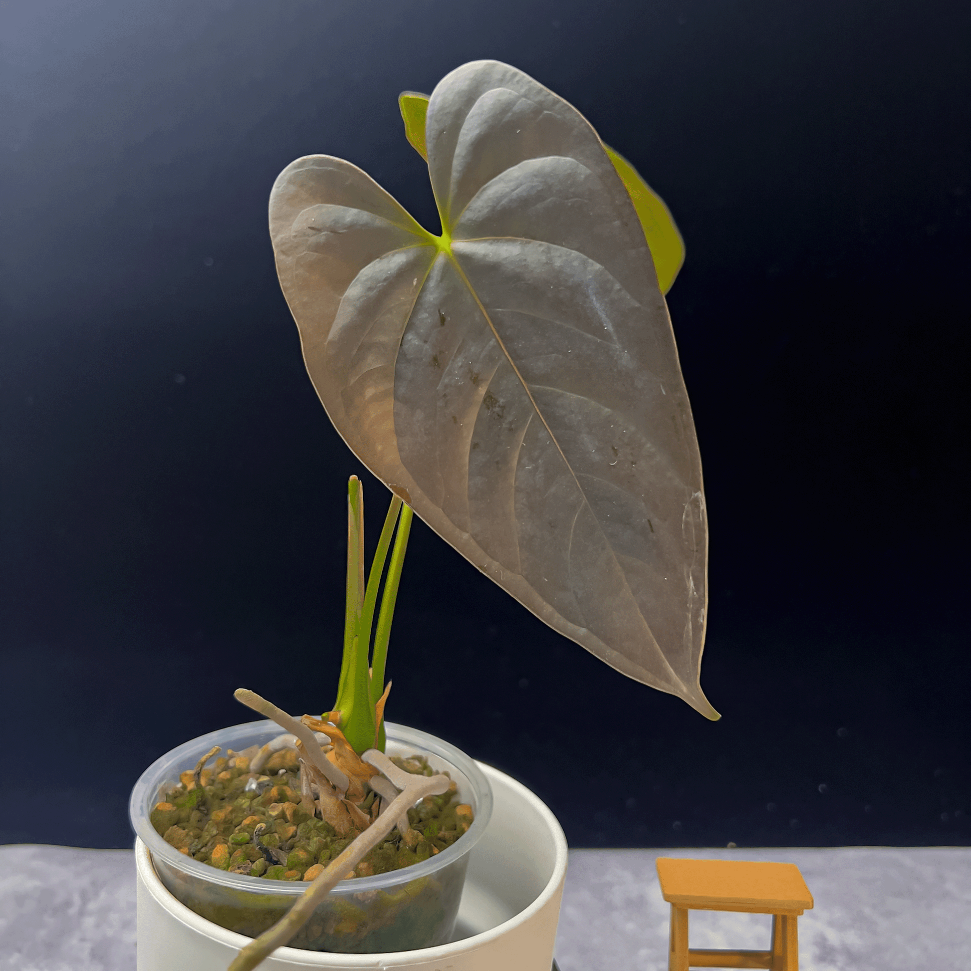 anthurium chamberlainii for sale Anthurium Chamberlainii (AC)| Buy Anthuriums in Canada – ProtoLeaf
