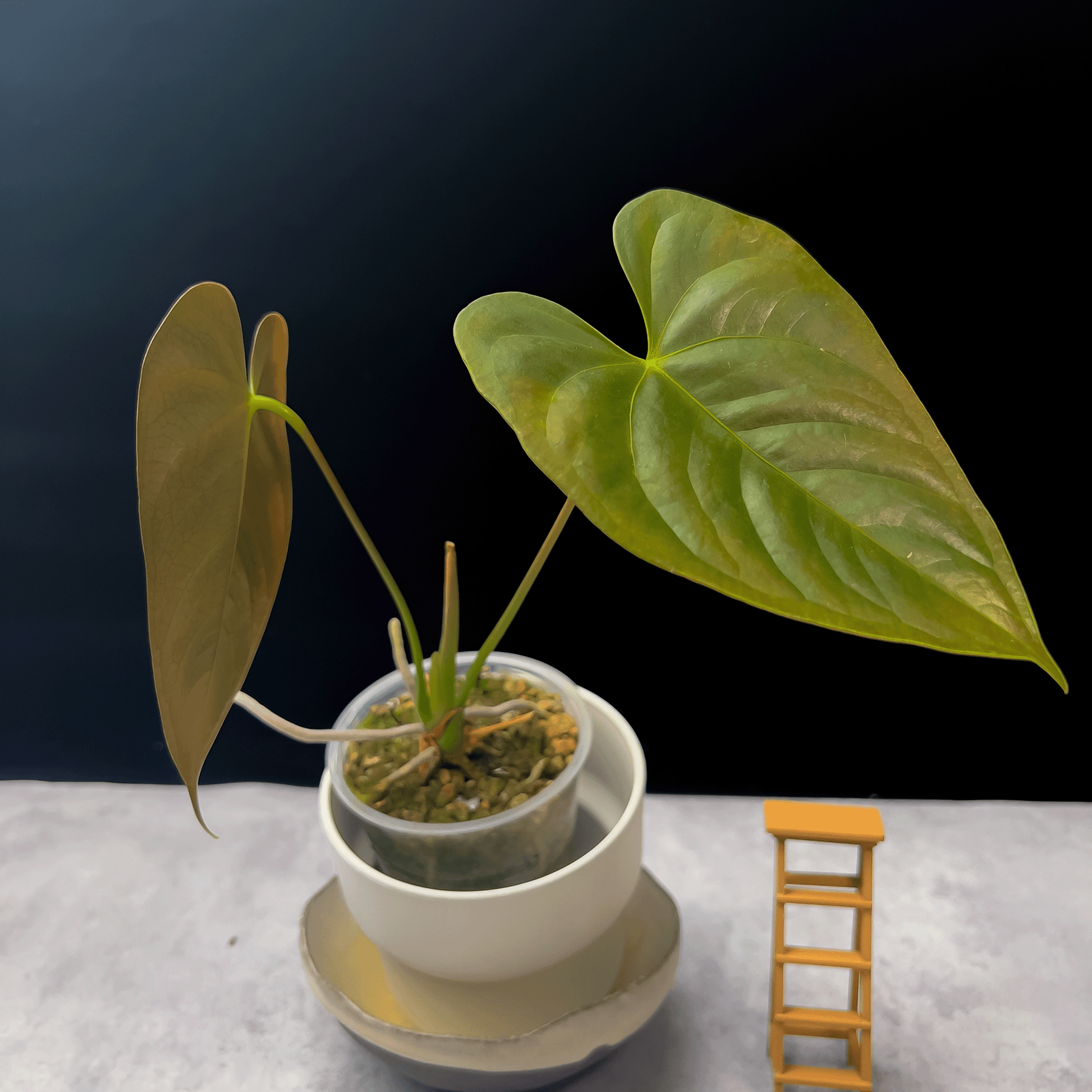 anthurium chamberlainianum Anthurium Chamberlainii (AC)| Buy Anthuriums in Canada – ProtoLeaf
