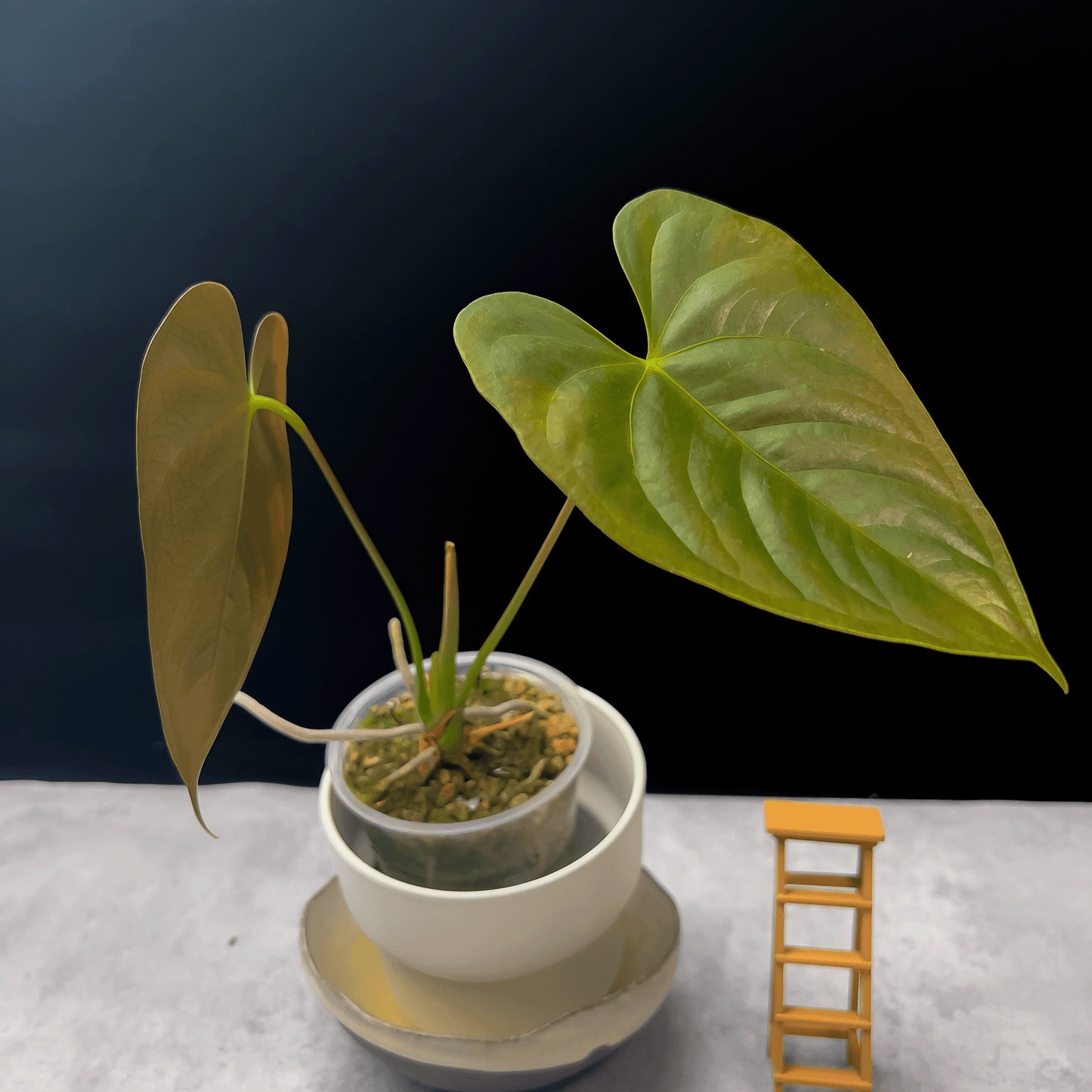 anthurium chamberlainii Anthurium Chamberlainii (AC)| Buy Anthuriums in Canada – ProtoLeaf