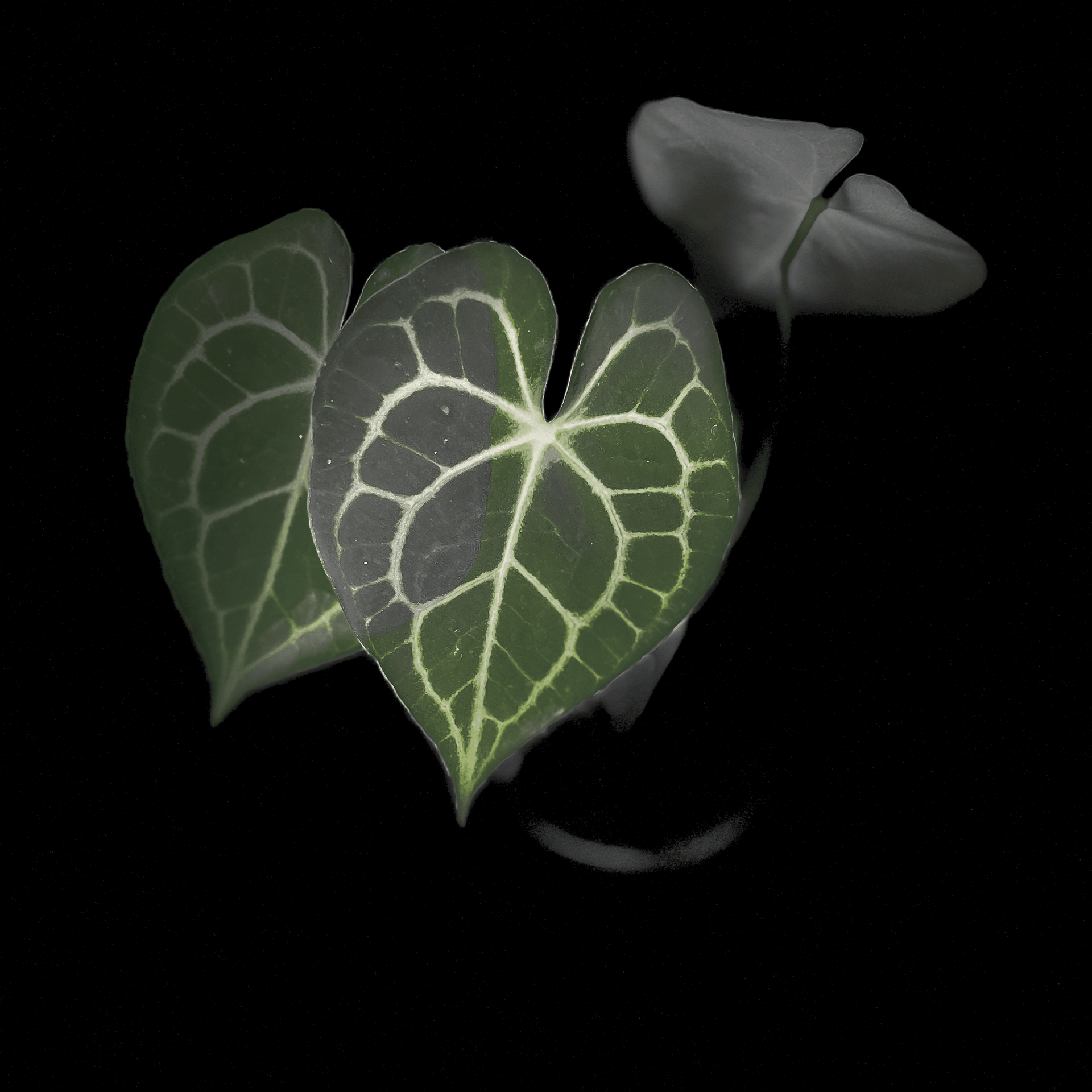 anthurium clarinervium canada Anthurium Clarinervium