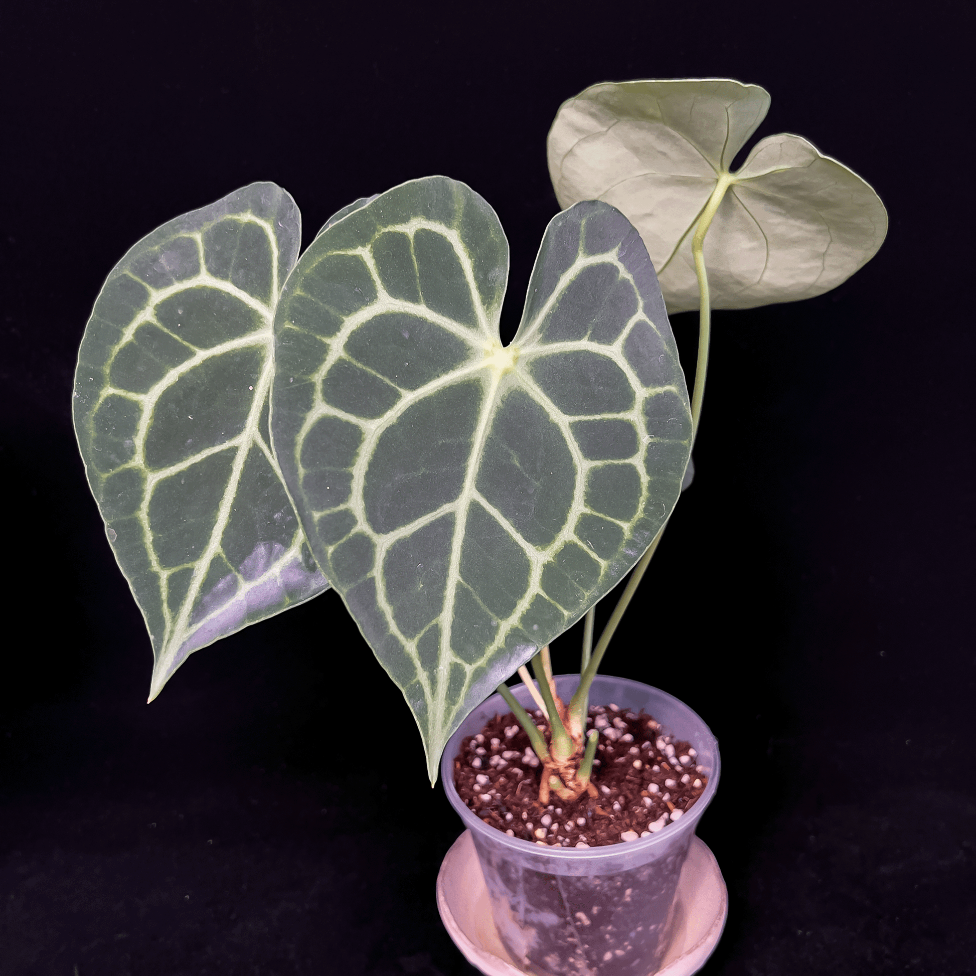 anthurium clarinervium canada Anthurium Clarinervium