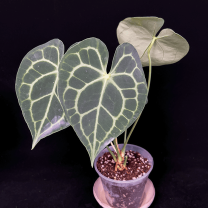 Anthurium Clarinervium