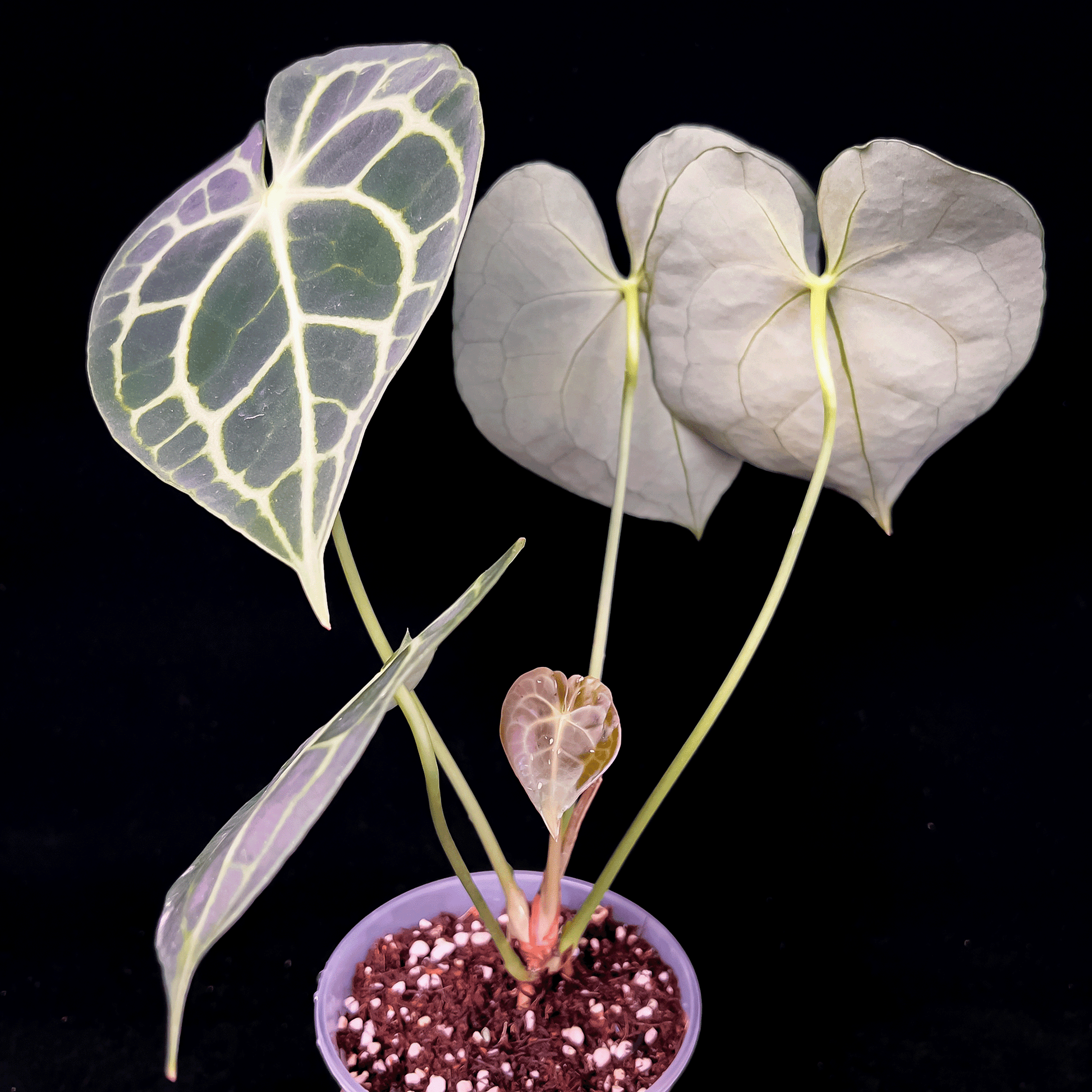 Anthurium Clarinervium