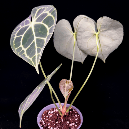 Anthurium Clarinervium