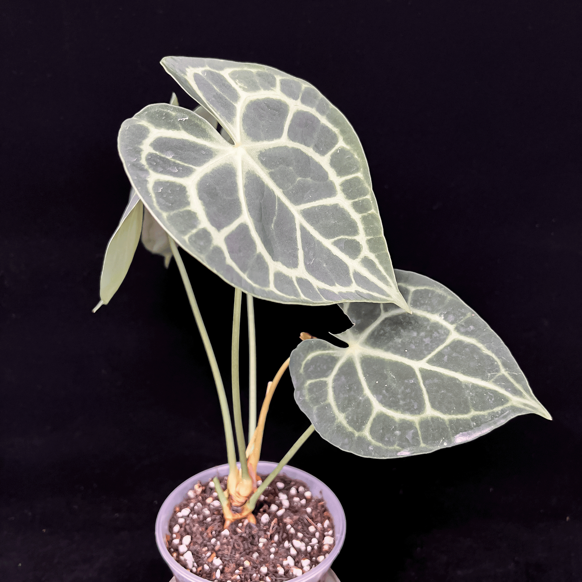 Anthurium Clarinervium